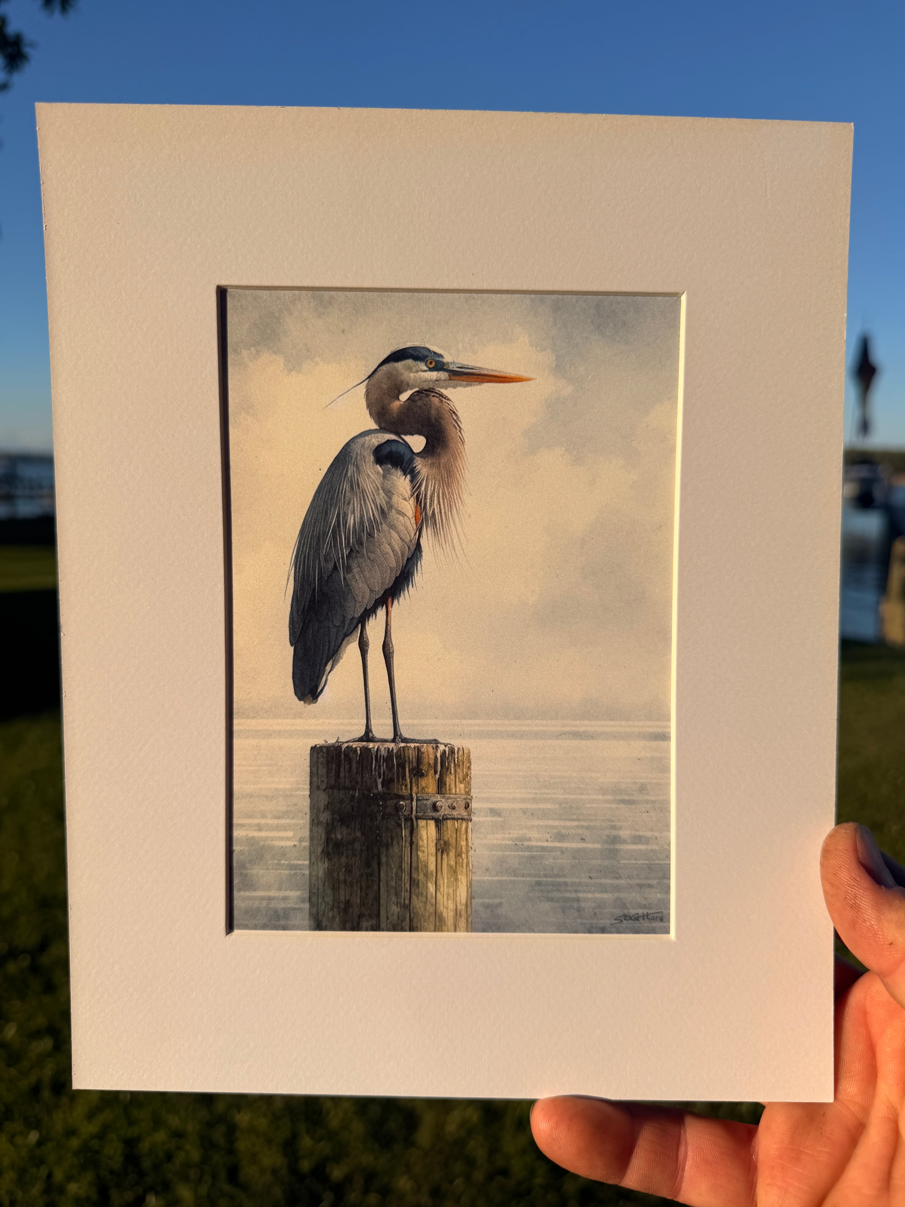 Great Blue Heron